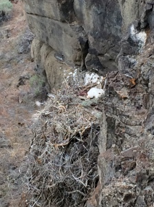 A young golden eagle chick awaits mom's return...